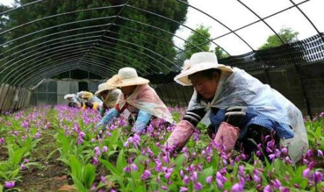 名贵药材种植,品种、效益与市场前景解析