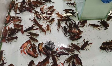 清明节后合肥小龙虾缺货价格较往年同期偏高2025/6/20小龙虾10种家常做法